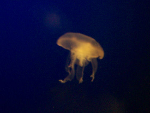 Blurry jellyfish!