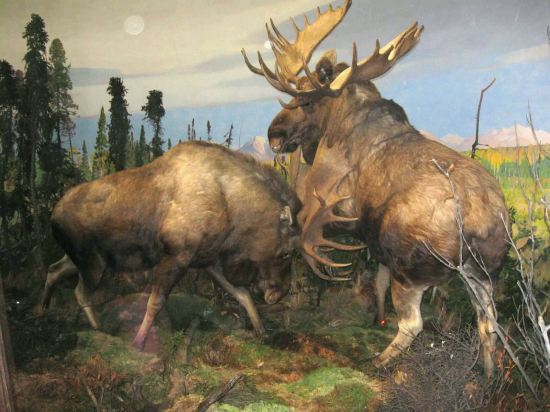 Stuffed Moose Fight!