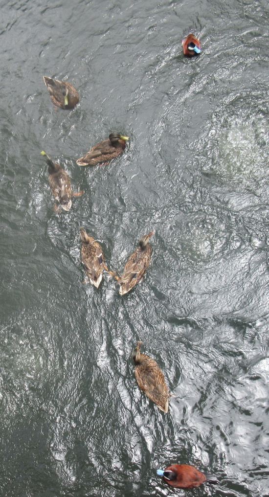 ducks below!