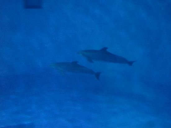 Dolphin Shadows!