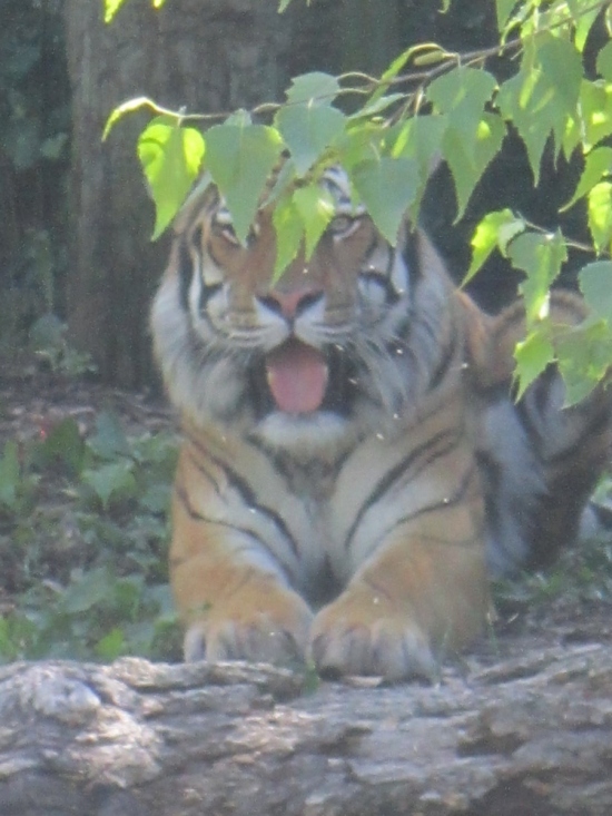 Tiger Happy!