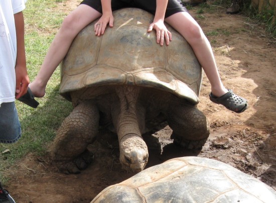 tortoise ride!