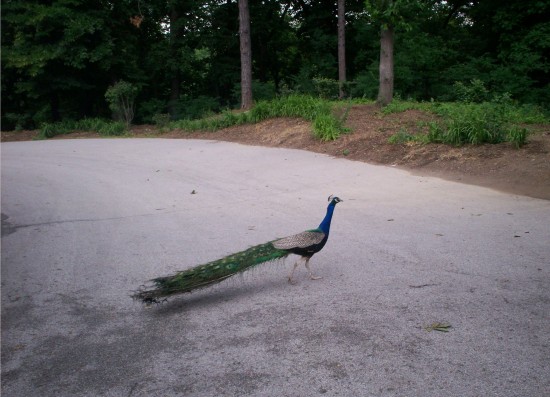 peacock strutting!