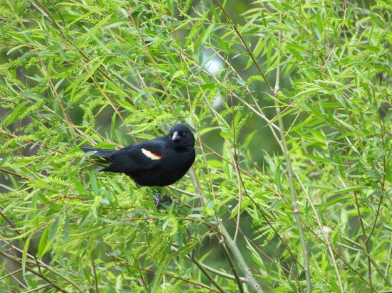 red-winged blackbird.