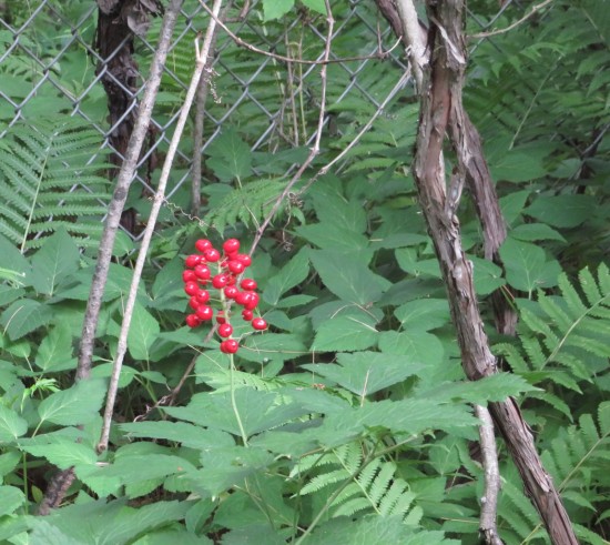 red berries on a bush.